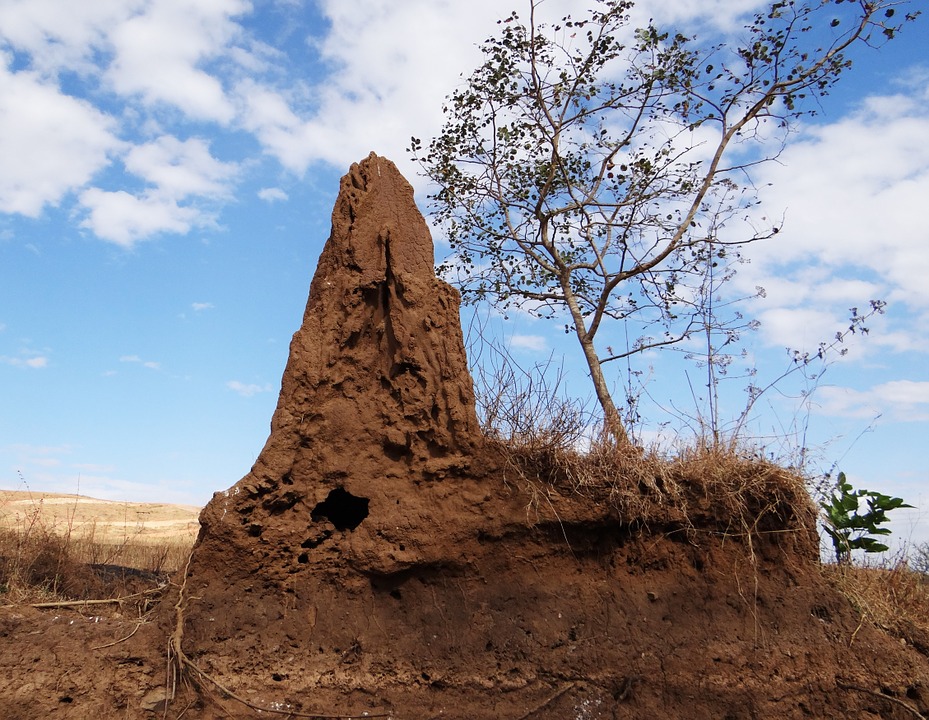 Termites place
